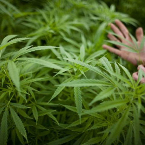 Consumul de canabis, legalizat în Germania de la 1 iulie 2024 pentru adulți. Detalii despre posesia și cultivarea plantelor de canabis.