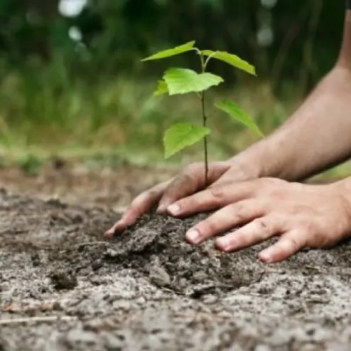 Direrctia Silvica Dambovita organizeaza "SARBATOAREA PLANTARII ARBORILOR" in Răcari pe data de 27 martie