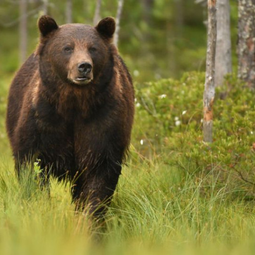 În aprilie-mai are loc numărătoarea animalelor protejate, organizată de Agenţia pentru Protecţia Mediului Bistriţa-Năsăud