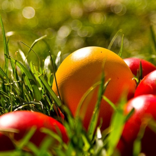 Sarbatoarea Floriilor a credinciosilor romano-catolici este celebrata astazi