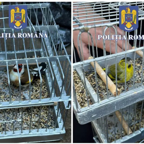 Două persoane sunt înregistrate la poliție pentru capturarea ilegală a păsărilor protejate