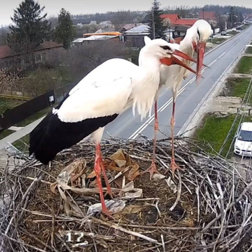 Familia de berze a revenit în Răcari - un semn bun pentru comunitate