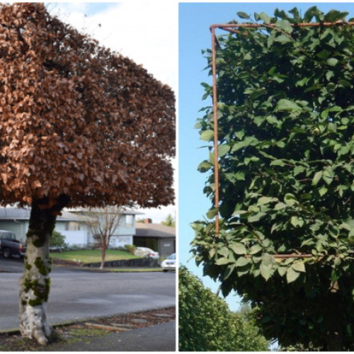 Strada Oţelarilor din Sibiu va avea copaci în formă dreptunghiulară. Motivul deciziei Primăriei și tehnica adoptată pentru toaletarea acestora