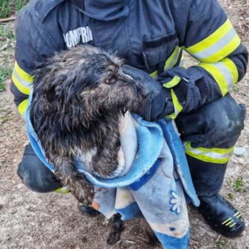 O căţeluşă salvată din fântână de pompierii din Argeş