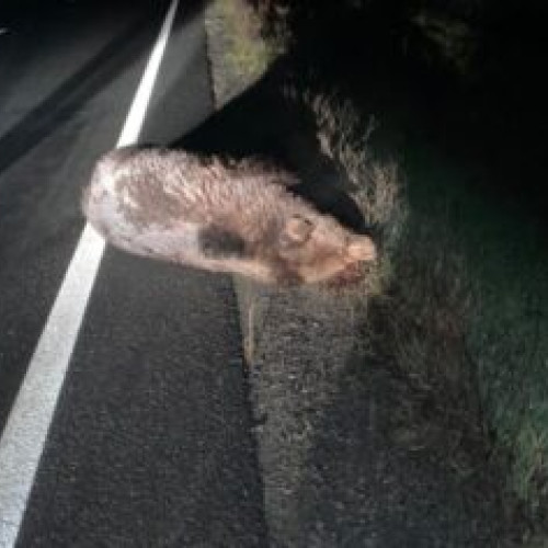 Urs lovit de o maşină şi pierdut în viaţa, între Sibiu şi Brașov