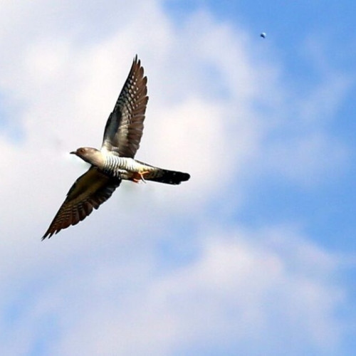 Tradiții și superstiții cunoscută drept Ziua Cucului sărbătoarea de Buna Vestire reîntoarcerea sufletelor strămoşilor"

"Tradiții și superstiții pentru sărbătoarea Bunei Vestiri - ziua reîntoarcerii sufletelor strămoșilor cu cântecul cucului