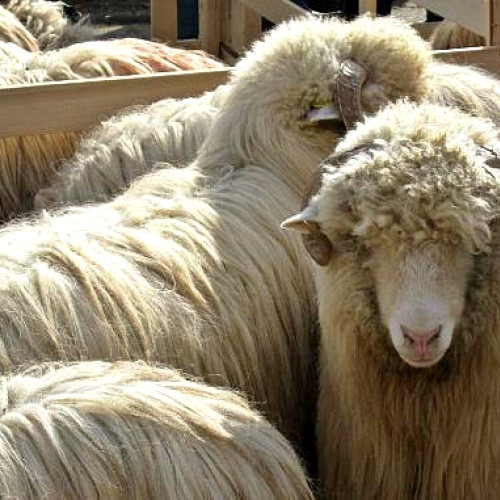 Preţ minim pentru carne de miel, stabilit de crescători