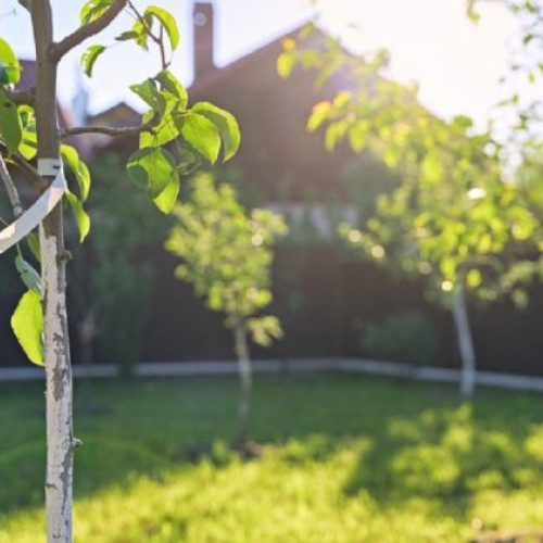 Peste 3.000 de pomi fructiferi donați în Covasna de Fundația Comunitară