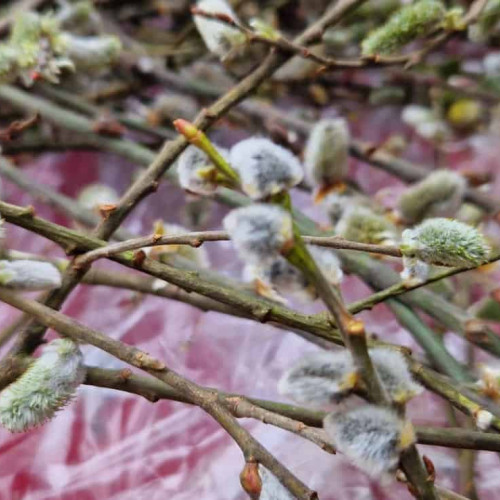 Vremea și prognoza meteo în Romania pentru luna aprilie: Temperaturi în creștere și ploi excedentare. Detalii pentru următoarele săptămâni.