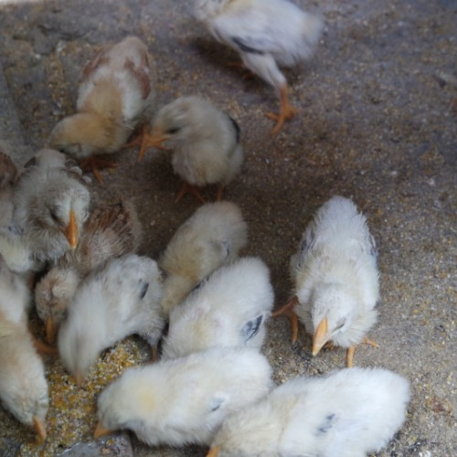 Descoperire a ANPC: Despre operatorii economici care hrănesc puii cu mâncare amestecată cu vopsea pentru a le schimba culoarea părului