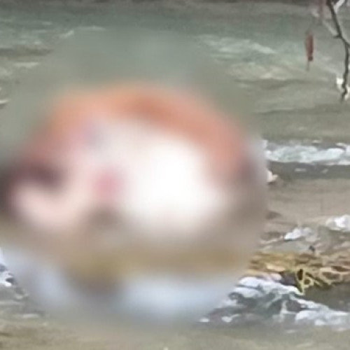 Situație ȘOC la Suciu de Sus: Leșuri de animale găsite pe malul râului Țibleș