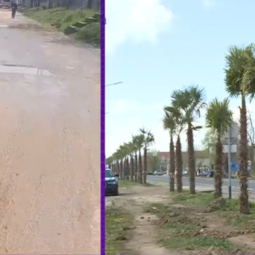 Primarul din Mehedinți plantat palmieri pe marginea drumului după inspirație din vacanță