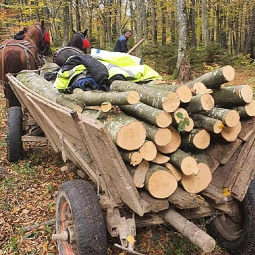 Reţinut pentru tăiere ilegală şi furt de arbori din pădurile din Livada: Prejudiciu de 7.158 de lei