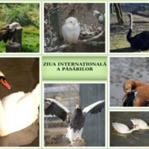 Ziua Internațională a Păsărilor sărbătorită la Grădina Zoologică Brașov prin ateliere interactive și jocuri pentru copii