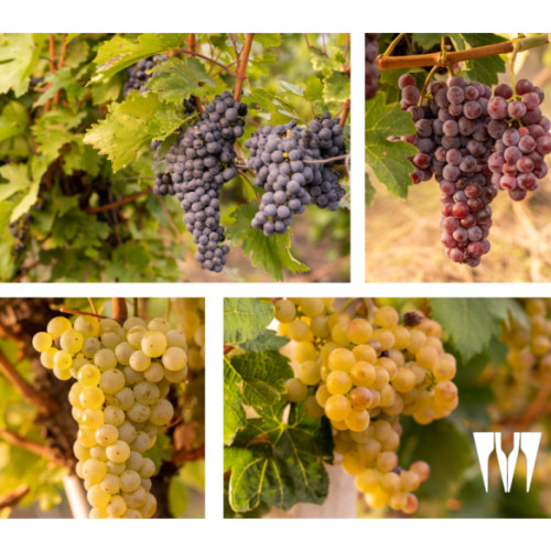 Busuioaca de Bohotin și Fetească Neagră - cele mai populare vinuri căutate în mediul online în România