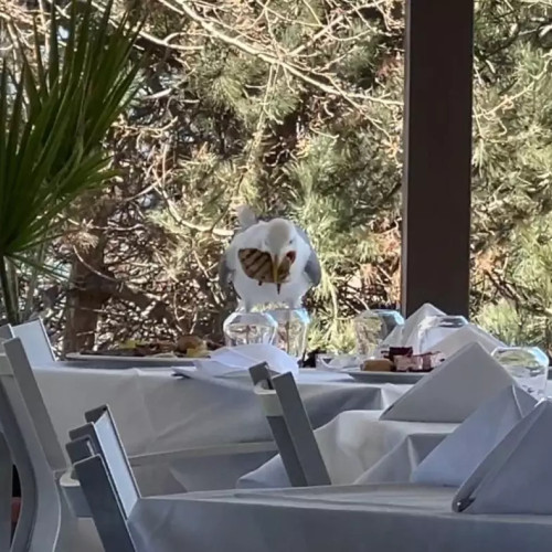 Pescărușul infulecat de friptură la mareare a ajuns pe litoralul românesc, surprinzând clienții dintr-un restaurant!