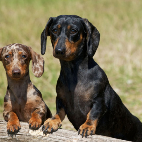Câinii Teckel nu o să fie interziși în Germania. Ministerul german al Agriculturii pune capăt speculațiilor din presă