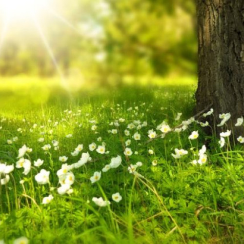 Directorul ANM Avertizează Asupra Vremii Deosebit De Caldă: 70 De Ani Fără O Asemenea Temperatură În Lunile Martie-Aprilie A post shared by Țarul Meteorologiei (@tarul_meteorologiei)