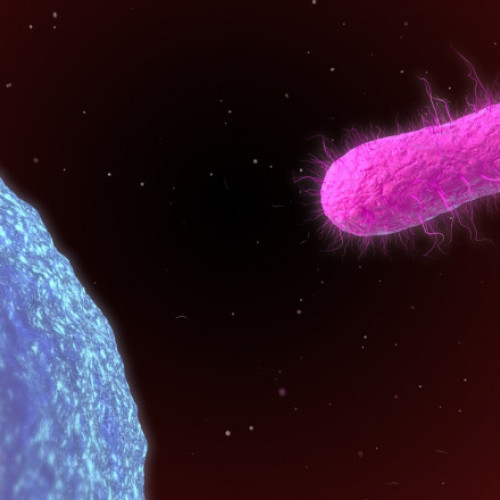 Primul caz de febră tifoidă din 2024 în România, la un pacient al Spitalului de Boli Infecțioase „Victor Babeș” din Capitală