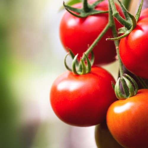 Roșiile din România - Prețuri Scumpe și Nemulțumiri la Piață! Fermierii se Plâng de Costuri Ridicate, dar Statul Acordă Subvenții Generoase.