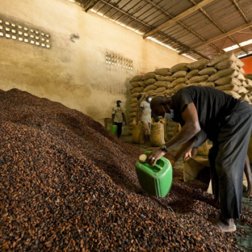 Record de preț la boabele de cacao: scumpirea ciocolatei și îngrijorări pentru aprovizionare