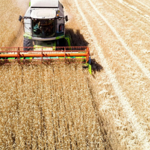 Scăderea exporturilor de cereale ale României cu 4,1%, potrivit datelor INS