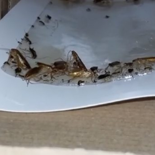 Liceul în Șoc: Cantina închisă de ANPC - Mizerie de nedescris descoperită!