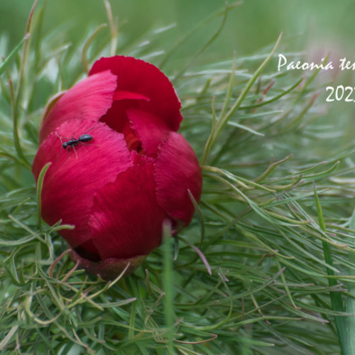Asociaţia Visit Mureş organizează festivalul "Bujorul de la Zau de Câmpie" pentru promovarea patrimoniului cultural din judeţul Mureş.