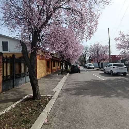 Sakura înfloritoare pe strada Războieni din Galați. Atracție pentru iubitorii de flori.
