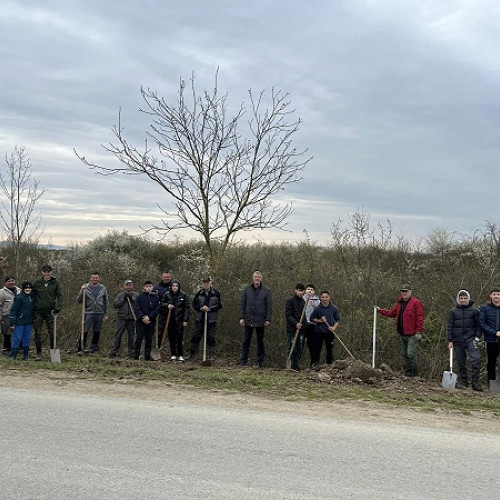 Localnicii din această dimineață au plantat un șir de tei în drumul spre Turulung Vii