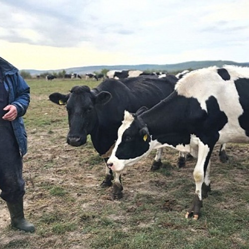 Un sătmărean s-a întors din Noua Zeelandă și a înființat fermă de vaci acasă, în Borlești.