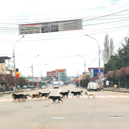 Câinii fără stăpân, o problemă alarmantă în Bârlad