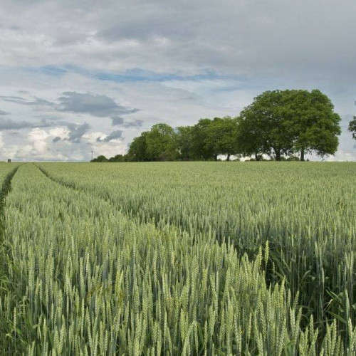 Primarul comunei Tătărani anunță suport gratuit pentru fermierii de grâu