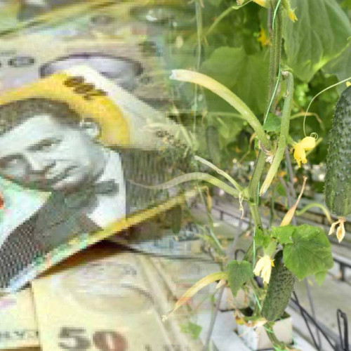 Ajutoarele de minimis pentru producătorii de legume în spații protejate au fost virate de DAJ Dâmbovița. Peste 255 de legumicultori au primit banii cuveniți în valoare de 1.261.995 lei, conform directorului Vlad Pătrașcu. În total, 19 mii de fermieri au beneficiat de această schemă la nivel național.