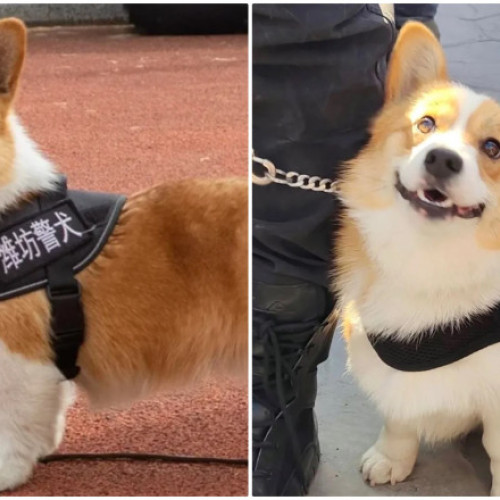 Cel mai popular ofițer de poliție din China este un Corgi. Pufosul și neînfricatul câine polițist a furat inima internauților