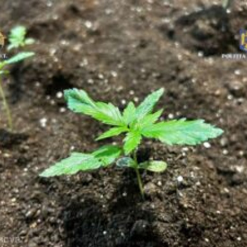 Consumul recreativ de canabis devine legal în Germania