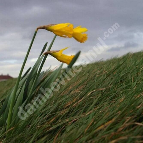 „Avertizare meteorologică pentru vânt, în județul Dâmbovița, pentru următoarele două zile”