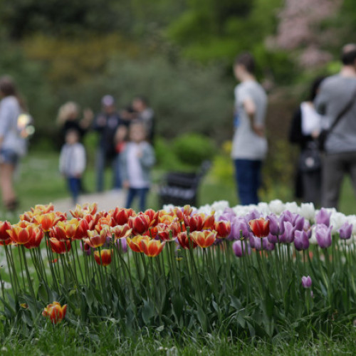 Hoții plantelor de pe domeniul public, capturați de autoritățile locale: trei persoane surprinse în Râmnicu Vâlcea.