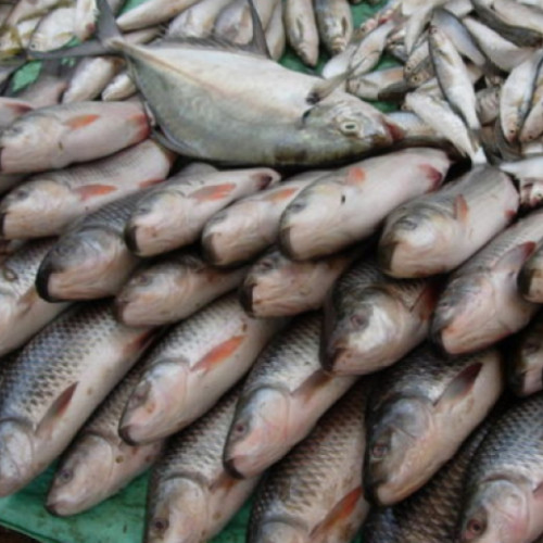 160 de kilograme de pește adus ilegal în țară de o ucrainencă. Autoritățile au confiscat marfă de la trecerea frontierei de stat. O anchetă a fost inițiată pentru a clarifica incidentul.