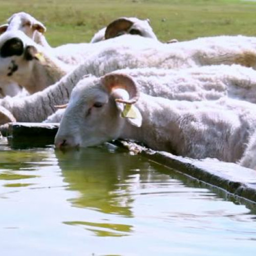 Un tânăr reţinut de Poliţia Suceava pentru că ar fi agresat o oaie