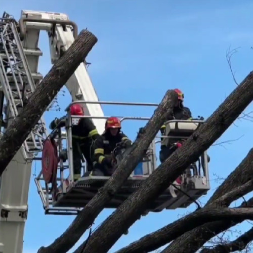 288 de cazuri de daune materiale în București, după codul portocaliu de vânt. Peste 100 de copaci și 9 stâlpi căzuți în Capitală.