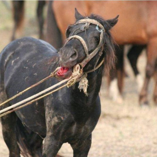 Barbat din Targoviste cercetat penal pt rănirea si maltratarea animalelor, după sesizarea secției nr. 9 Poliție Rurala Matasaru
