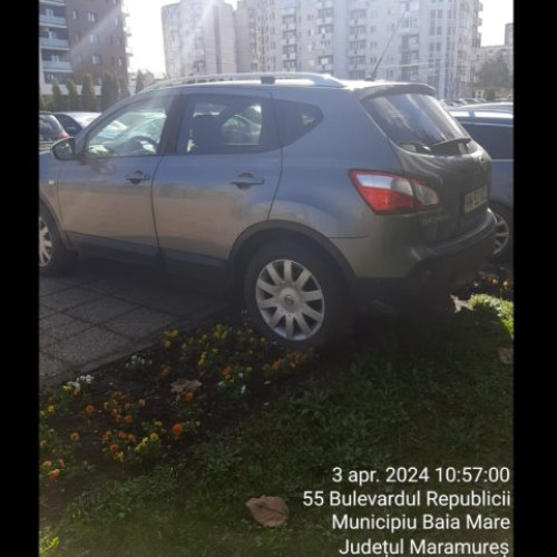 Bat-o vina, Panseluța! Oraș înflorit, plin de gingașe podoabe... dar și un oraș cu "deștepți" care le calcă în picioare! O imagine surprinsă dimineață în Baia Mare!