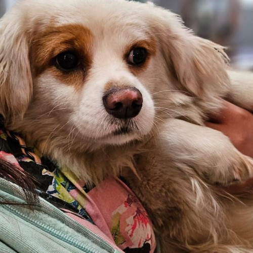 ASPAC continuă campania de sterilizări gratuite pentru peste 1.100 de câini în primele 3 luni