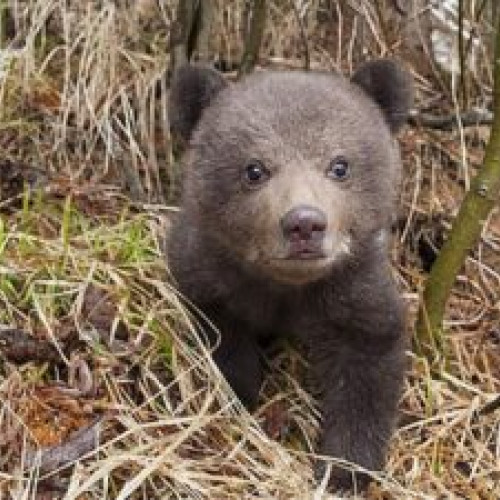 Ministerul Mediului din Slovacia pregătește legalizarea împușcării urșilor la 500 de metri de sate