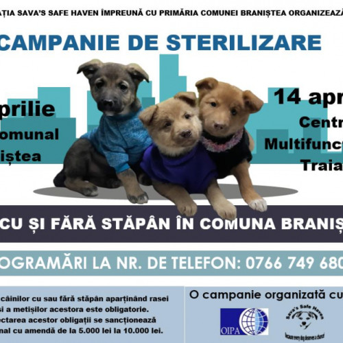 Campanie de Sterilizare a Câinilor în Braniștea, Anunțată de Organizatorii Sava's Safe Haven