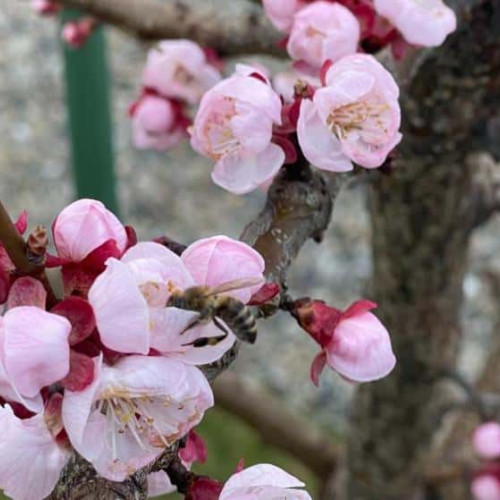 Prognoza meteo pentru Florii și Paște 2024: temperaturi ridicate și ploi sporadice în weekenduri. Valori termice mai mari decât media săptămânii în întreaga țară.