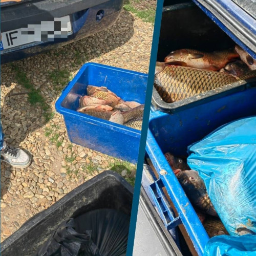 Jandarmii din Dâmbovița au confiscat 70 kg de pește în Braniștea: Bărbatul în vârstă de 45 de ani a fost prins comercializând pește fără documente legale