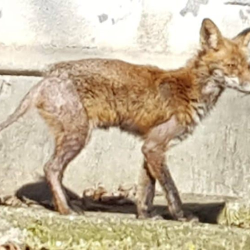 DSVSA Alba avertizează asupra rabiei și prezintă simptomele la animale. Importanța vaccinării pentru prevenirea răspândirii bolii mortală.