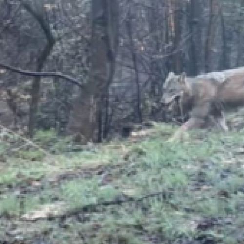 Lupul filmat pe drumul spre Poiana Brașov: Există pericol pentru populație? Asociația Milioane de Prieteni face demersuri pentru protejarea animalului